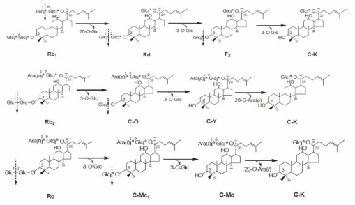 Ginsenoside Rb1, Rb2, Rc 및 Rd 의 대사를 통한 compound K 의 생성