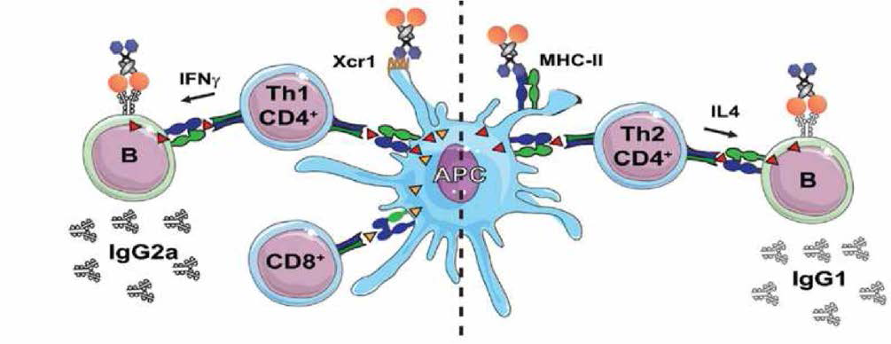 Th1/Th2 polarization and antibody subtypes [출처: Front. Immunol., 20 July 2015 | https://doi.org/10.3389/fimmu.2015.00367]