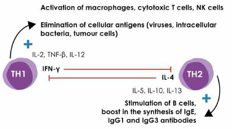 Function and antagonism of TH1 and TH2 cells (출처 : IMD labor Berlin. Diagnostics information No.258)
