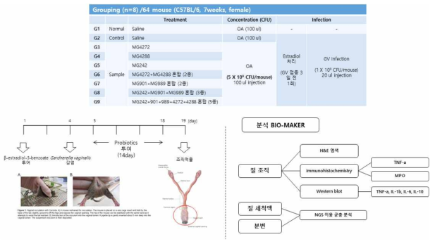 유산균 단독ž혼합 투여에 따른 질염 개선 효능 평가 실험 방법