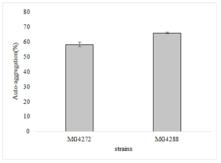 Lactobacillus paracasei MG4272 및 Lactobacillus rhamnosus MG4288의 Auto-aggregation ability