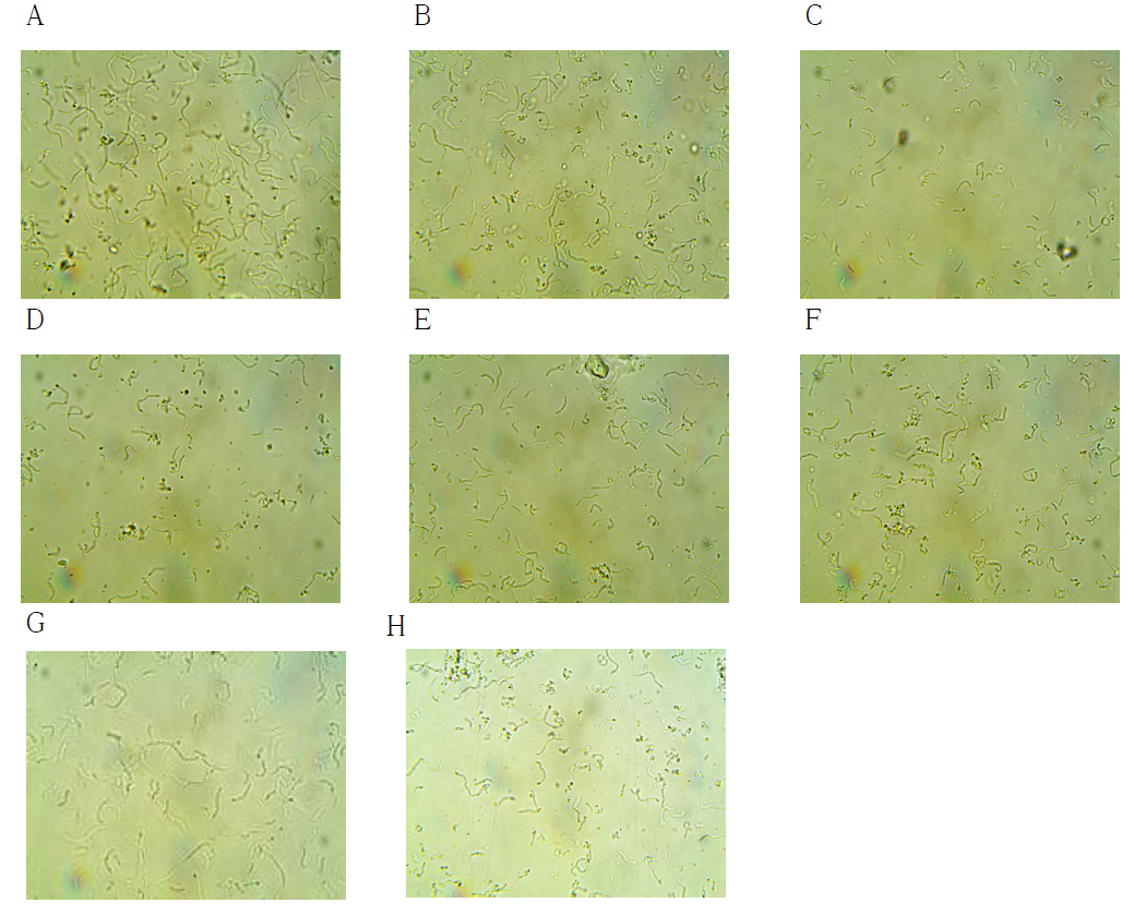 다양한 배지 조건에서 배양된 MG4272의 현미경 관찰 (× 1,000)