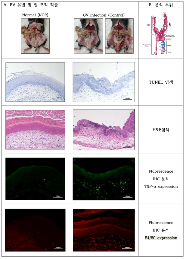BV 유발 및 분석법