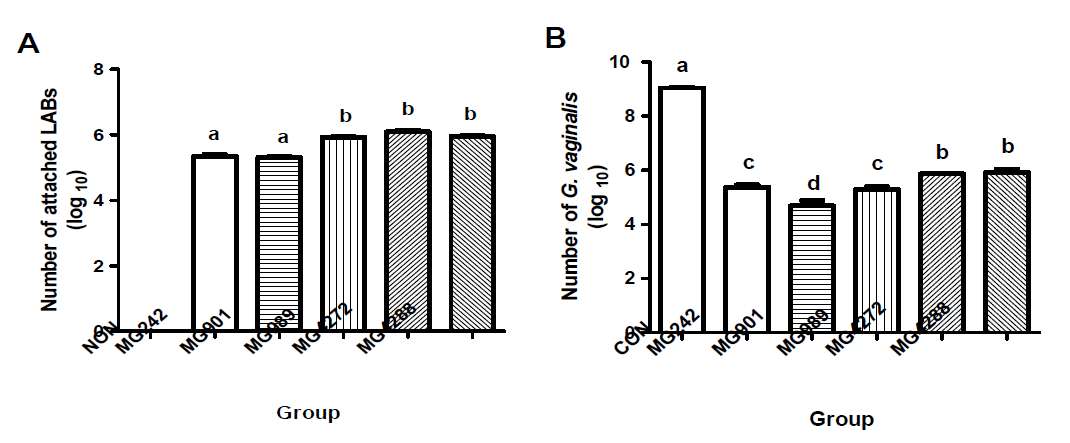 선별 균주의 HeLa 세포 부착능 (A) Adhesion ability and (B) Adherence of GV and LBA to HeLa Cells. Results are presented as mean ± SD (n =6). Different letters indicate significant differences between means at p < 0.05 as assessed by Duncan’s multiple range test