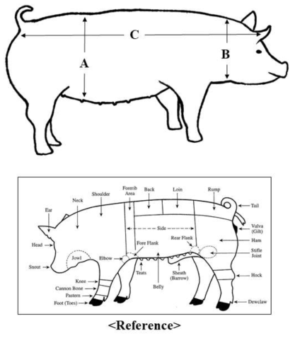 본 연구과제에 사용한 돼지의 측정부위