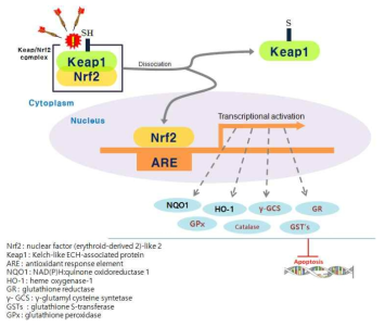 Nrf2 작용기전에 따른 간기능 개선 enzymes 발현에 미치는 영향