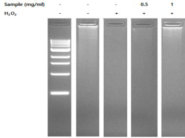 PC12세포주에서 산화적스트레스를 유도한(H2O2) 치자∙홍삼 복합추출물의 DNA fragmentation 테스트. DNA extracts from PC12 cells exposed to H2O2 with various concentrations of the extract were subjected to agarose gel electrophoresis. Lane 1, 0.5–10.0 kb DNA ladder marker; lane 2, control; lane 3, 200 lM H2O2 alone; lanes 4–5, extract treatment+200 lM H2O2