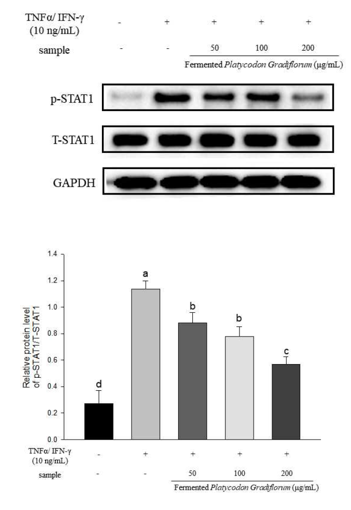 발효도라지가 STAT1 관련 단백질 발현에 미치는 영향
