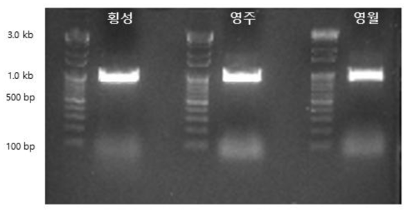 산지별 도라지의 matK 유전자 영역에서 특정 프라이머로 증폭된 PCR 산물의 전기영동