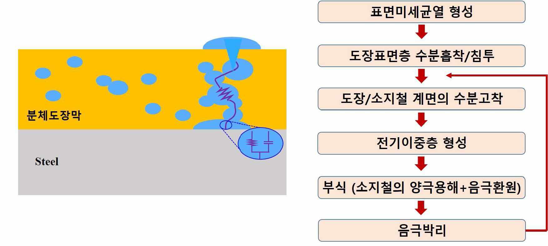 수분 침투에 따른 도장막 열화과정 모식도