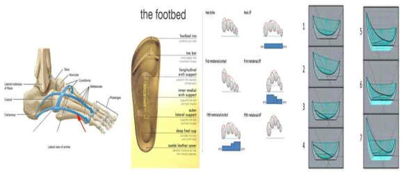 발의 아치에 따른 바닥솔 특징에 대한 연구 사례