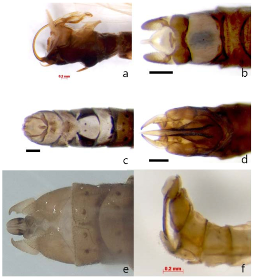 Terminalia of Korean Luectridae. a: Megaleuctra saebat; b: Despaxia asiatica; c: Leuctra fusca; d: Paraleuctra cercia; e: P. malaisei; f: P. paramalaisei