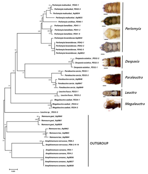 꼬마강도래과(Leuctridae) 계통수(Neighbor-Joining tree)와 외부형질의 진화적 유연관계