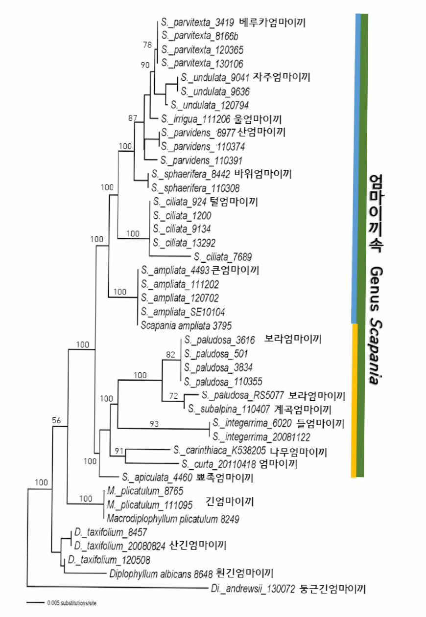 엄마이끼과 핵 ITS, 엽록체 atpB-rbcL와 psbA-tmH 유합자료의 NJ tree