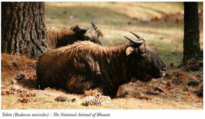 부탄의 국가동물인 소과의 타킨