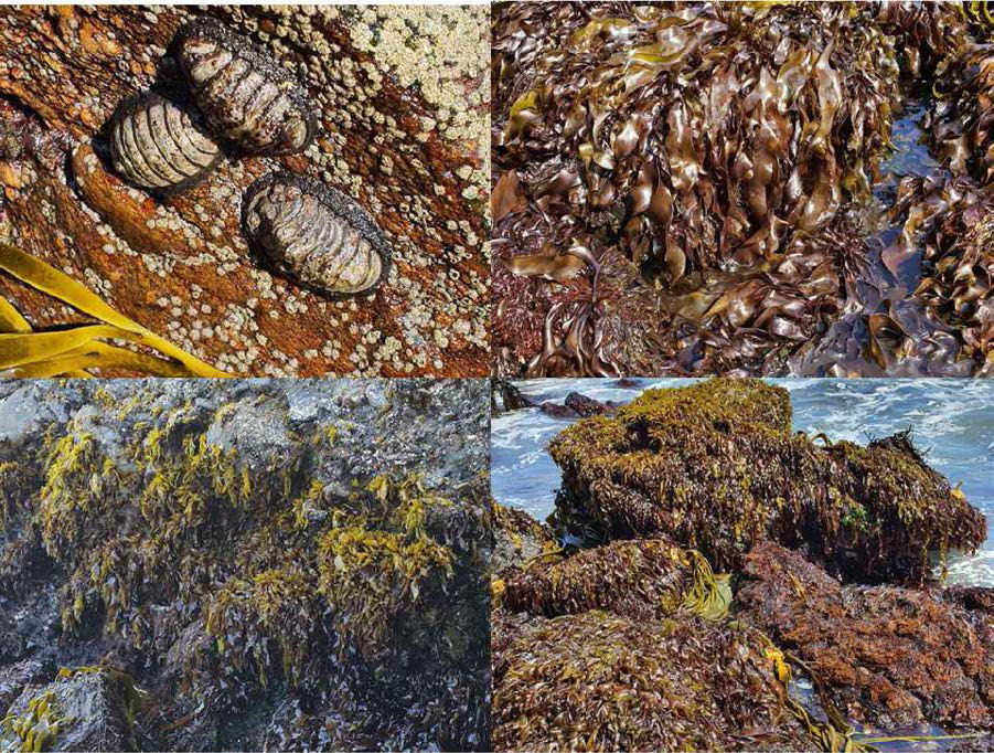 발디비아 해안 보호 구역의 해초 군집
