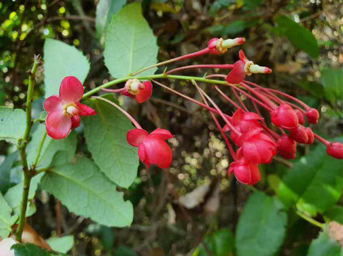 Berberidopsis coralline, 단일속 ，단일과 단일목으로 구성된 계통학적으로 중요한 분류군