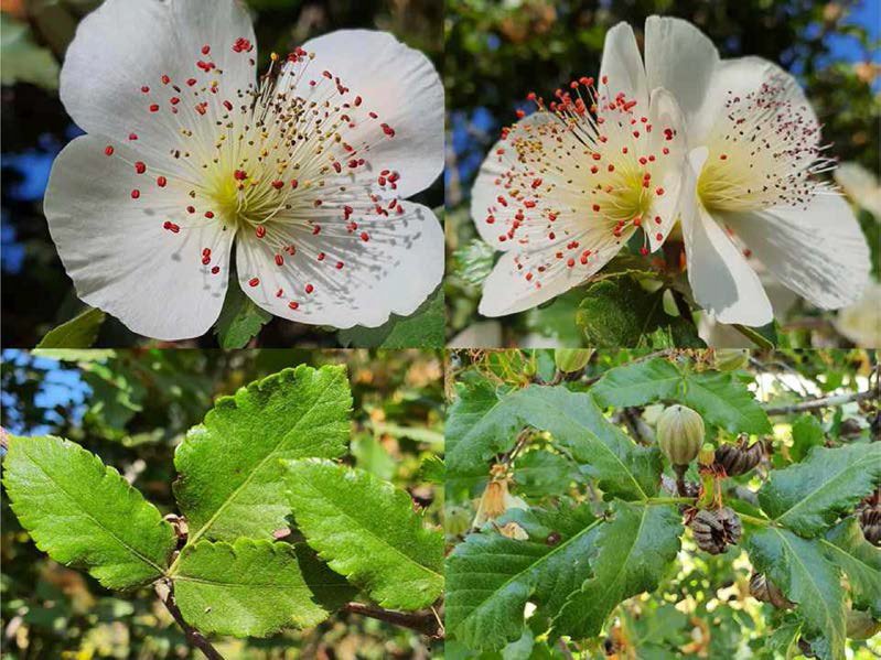 Eucryphia glutinosa, 발디비아지역의 밀원 및 조경자원식물