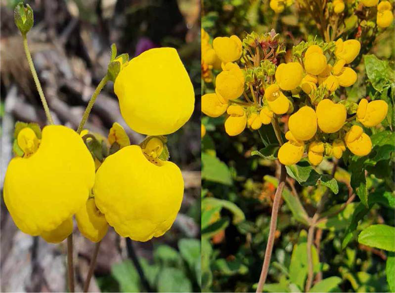 Calceolaria spp.，발디비아지역에 종다양성이 매우 높은 화훼자원식물