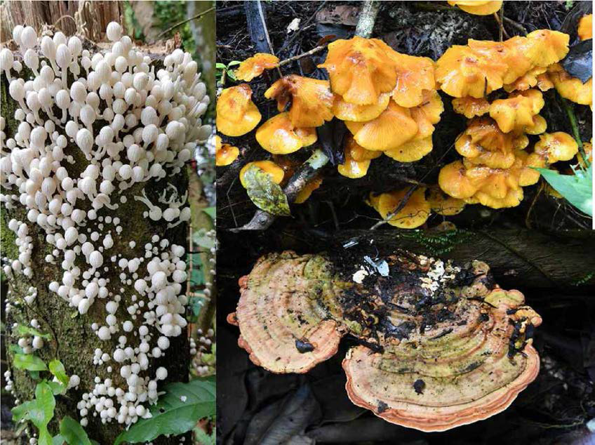 Cuyabeno 보호구역의 다양한 버섯류