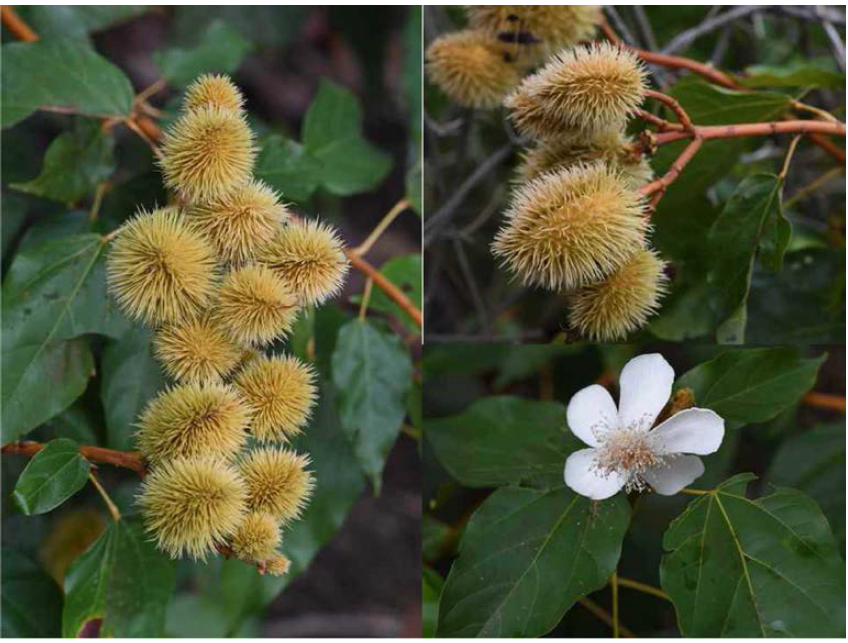 Bixa orellana, 아마존상류가 원산지인 염료 및 양념 자원식물