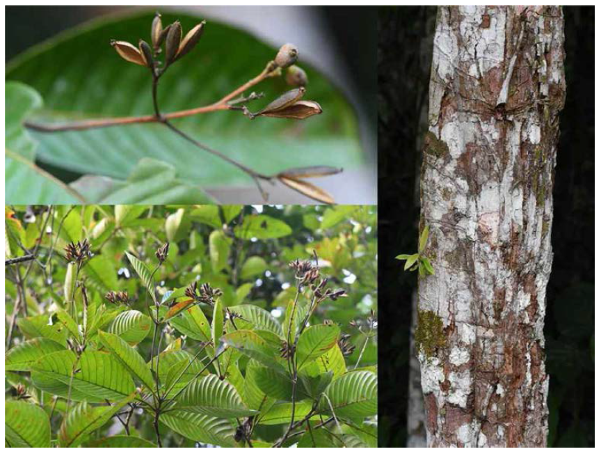 Cinchona pubescens, 줄기 껍질에서 말라리 아치료제 퀴니네가 생산되는 식물로 4-5 종이 에콰도르 아마존상류지역에 자생함