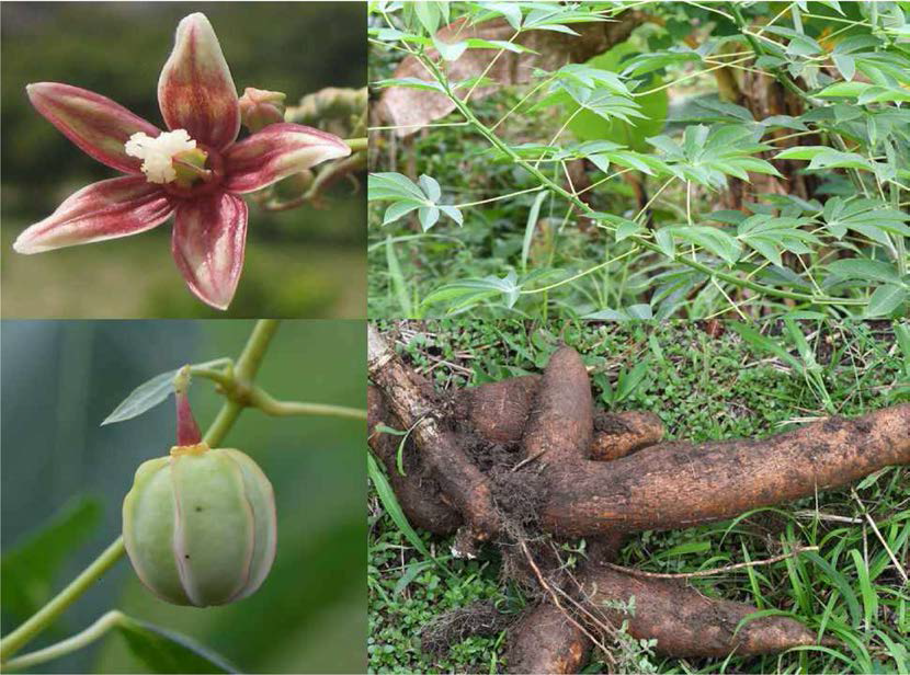 Manihot esculenta, 세계적으로 널리 재배하는 카사바는 아마존 상류지역이 원산지임