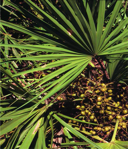 쏘팔메토 (Serenoa repens), Serenoa repens foliage and fruit. Photo from Forest Plants of the Southeast and Their Wildlife Uses by J.H. Miller and K.V. Miller, published by The University of Georgia Press in cooperation with the Southern Weed Science Society