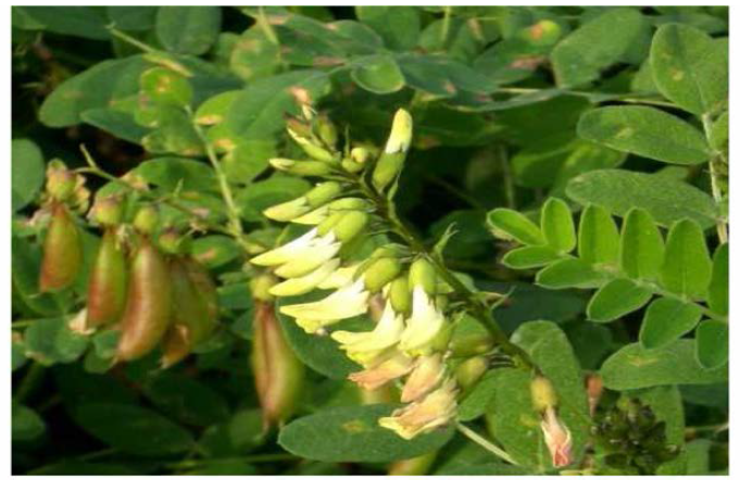 황기 (Astragalus membranaceus)