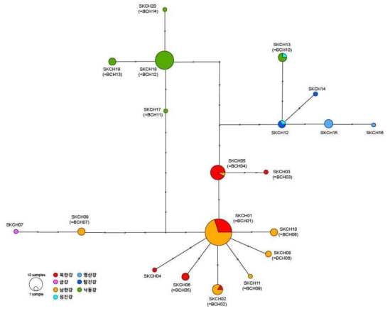 작은말조개 COI haplotype TCS Network (Choi et al. 2020)