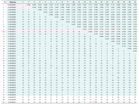 운문산반딧불이 DNA 바코드 haplotype pairwise comparison