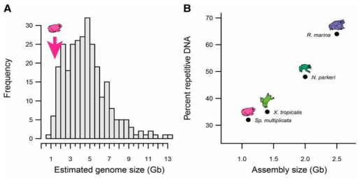무미류의 유전체 예측 사이즈(A) 및 현재까지 보고된 무미류 유전체 크기(B) (출처: Seidl et al. 2019)