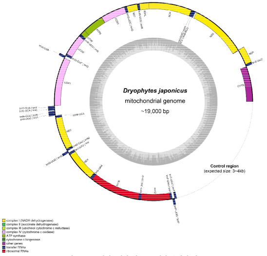 청개구리의 미토콘드리아 유전체 지도