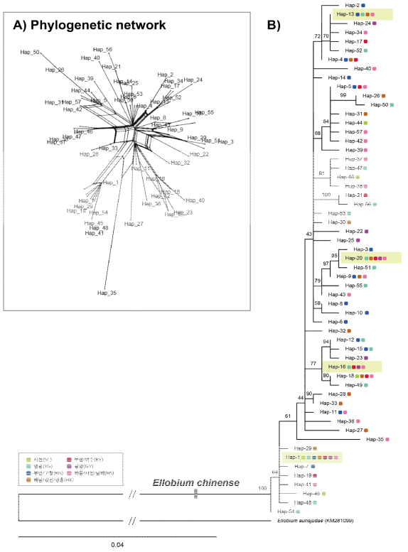 대추귀고둥 COI haplotype에 근거한 phylogenetic network(A)와 ML 계통수(B) (연두색 음영: 대추귀고둥 개체군의 major haplotype)