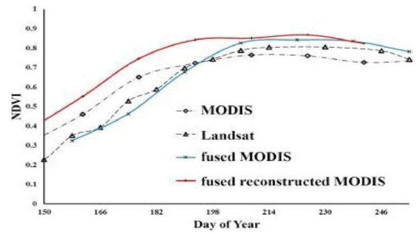 Landsat 과 MODIS에서 구축된 NDVI 및 MODIS NDVI의 보간(Interpolation) 된 시계열 곡선으로 FSDAF를 이용하여 융합된 MODIS에서 NDVI룰 예측한 그래프