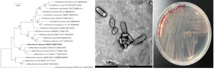 Adhaeribacter rhizoryzae DK36T 의 근연종들과의 유연관계, 전 자현미경 사진 및 agar plate 사진