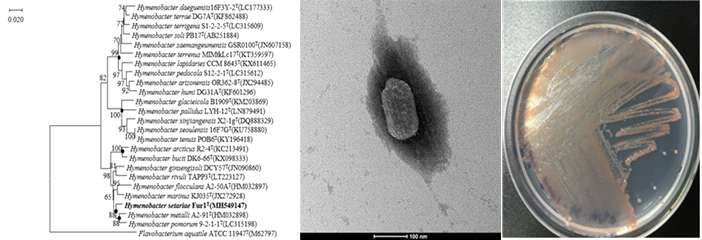 Hymenobacter setariae Fur1T 의 근연종들과의 유연관계, 전자현미경 사진 및 agar plate 사진