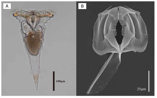A. Photomicrograph of Synchaeta grimpei, habitus, dorsal view; B. SEM Photo of Incus