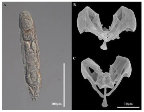 A. Photomicrograph of Proales fallaciosa,habitus; B-C. SEM photos of Trophi, B. dorsal view; C. ventral view