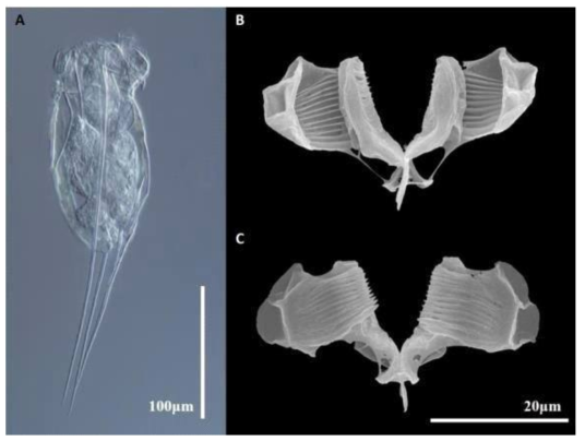 A. Photomicrograph of FIlinia hofmanni, lateral view; B-C. SEM photos of Trophi, B. dorsal view; C. ventral view