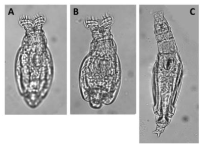 Otostephanos auriculatus auriculatus (Murray, 1911): A-B. feeding, dorsal view; C. creeping, dorsal view