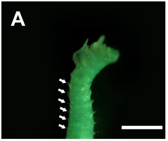 Prionospio depauperata (NIBRIV0000876636) stained with methyl green, dorsal crests (arrowed) from chaetiger 7. Scale bar=0.5 mm