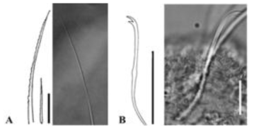 Pristina proboscidea. A. dorsal bundle; B. ventral chaeta of II. Scale bar=30 μm