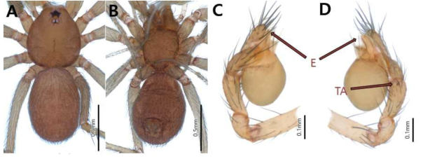 Microscopic photograph of Falcileptoneta n. sp., male. A. habitus, dorsal view; B. habitus. ventral view; C. left palp, prolateral veiw; D. left palp, retrolateral view. Scale bars A, B; 0.5mm B, C: 0.1mm. Abbreviations E: Embolus, TA: Tibial apophyses