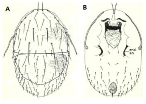 Poecilochirus carabi