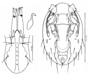 Androlaelaps glasgowi (Ewing, 1925)(= Haemolaelaps glasgowi)