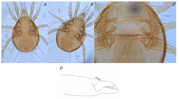 Amblyseius ishizuchiensis Ehara, 1972 (♀); A. Dorsal idiosoma; B. Ventral idiosoma; C. Speermatheca; D. Female chelicera lateral view. Scale bars: 50 μm