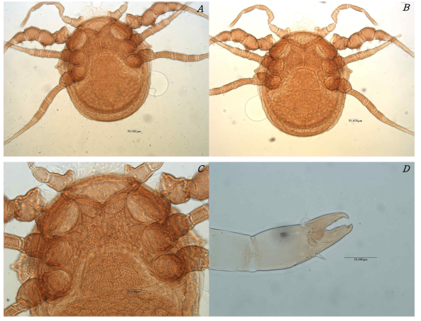 Photograph of Holostaspella crenulata Krantz, 1967 (♀); A. Ventral idiosoma; B. Dorsal idiosoma; C. Sternal shield; D. Chelicera lateral view. Scale bars: 50 μm