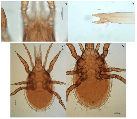 A. Tectum; B. Female chelicera lateral view; C. Dorsal idiosoma; D. Ventral idiosoma. Scale bars: 50 μm