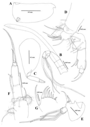 Line drawings of Proceroecia joseondonghaensis n. sp., female: A - carapace; B - first antenna and frontal organ; C - protopodite of the second antenna; D - fifth limb; E - endopodite of the second antenna; F - sixth limb; G – uropodal lamellae